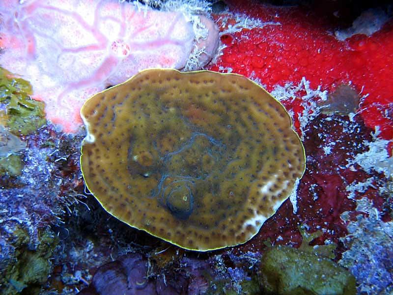 Agaricia fragilis